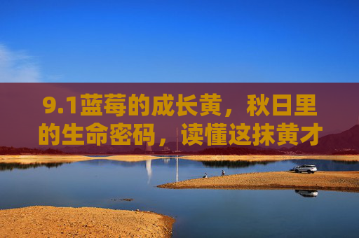 9.1蓝莓的成长黄，秋日里的生命密码，读懂这抹黄才有好收成，蓝莓秋日成长黄，生命密码与丰收之钥