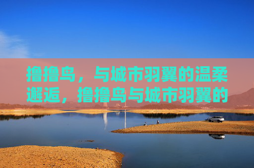 撸撸鸟，与城市羽翼的温柔邂逅，撸撸鸟与城市羽翼的温柔邂逅